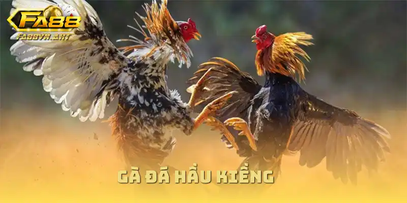 Gà đá hầu kiềng